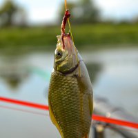 Рыбка золотая. :: Михаил Курзанцев