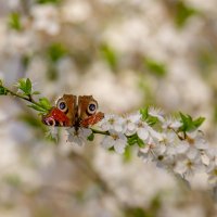 Весна не за горами.... :: Sergey (Apg)