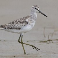 Птицы :: СЕРГЕЙ ФИЛОЧКИН