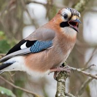 Птицы :: СЕРГЕЙ ФИЛОЧКИН