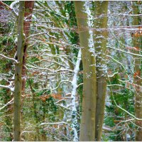 В ЛЕСУ... :: Elvira E.