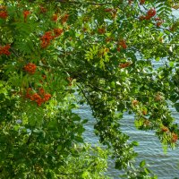 Рябина :: fogmeadowww m