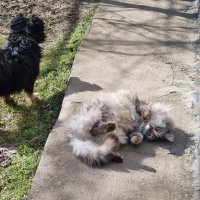 Кажется, зима закончилась... :: Наталья 