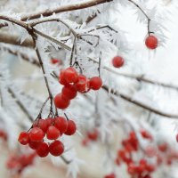 *** :: Надежда Куркина 