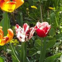 Тюльпаны :: Freddy 97