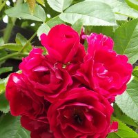 Розы :: Freddy 97