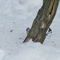 Игра в прятки :: Александр Чеботарь