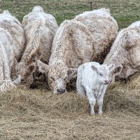 Коровки. :: Владимир Самсонов