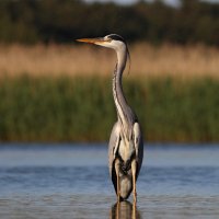 Изваяние :: Георгий Бондаренко