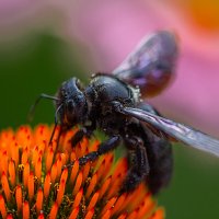 Чёрный шмель :: Valziwa 