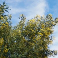 Цветение мимозы :: Nataly St. Цветение мимозы :: Nataly St.