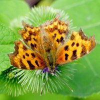 опять про бабочек...486 :: Александр Прокудин опять про бабочек...486 :: Александр Прокудин