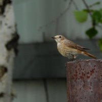 Так петь или не петь — вот в чём вопрос :: Дмитрий Костоусов