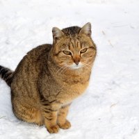 Фермерский ласковый котейка :: Татьяна Лютаева