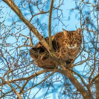 Весна, коты прилетели. :: Анатолий. Chesnavik.