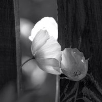 Нежность :: Марина Фомина.