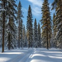 Зимняя красота ... :: Ravile 