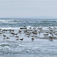 Балтийские чайки. :: Валерия Комова Балтийские чайки. :: Валерия Комова