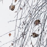 Чечетки. :: Владимир Безбородов