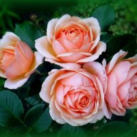 Кустик розочек :: Елена Сухорученкова