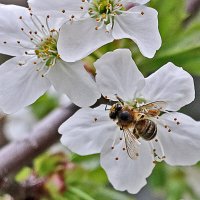 Ждём весну! :: Светлана Ждём весну! :: Светлана