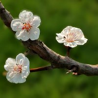 Весеннее трио :: Светлана 