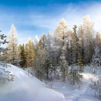 Зимний лес :: Vladimbormotov 