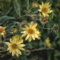 Осенние цветы. :: Лилия * Осенние цветы. :: Лилия *