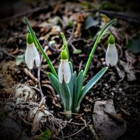 Февральские. :: Владимир 