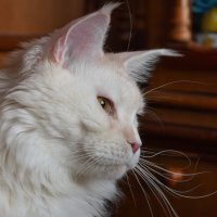 Эльза. :: Борис Калитенко