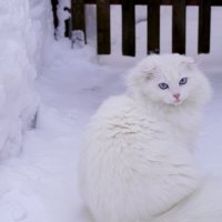 В раздумье. :: Сергей Ц В раздумье. :: Сергей Ц