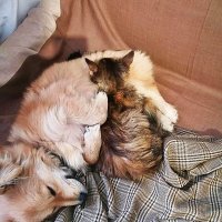 ПРИМЕР   МЕЖВИДОВОЙ   ДРУЖБЫ :: Анатолий Малобродский