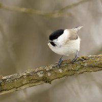 Пухляк :: Валерий Черняк