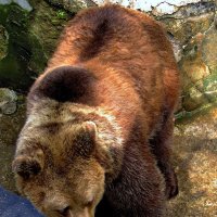 Бурый мишка :: Сергей Карачин
