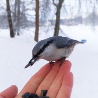 Поползень :: Сапсан 