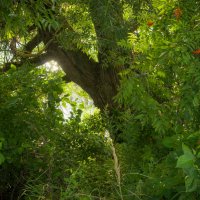 Без названия :: fogmeadowww m Без названия :: fogmeadowww m