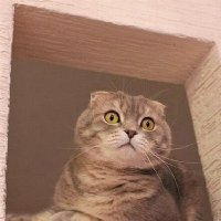 Охранник :: Галина Нестратова Охранник :: Галина Нестратова