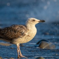 На морском берегу :: Владимир Лазарев