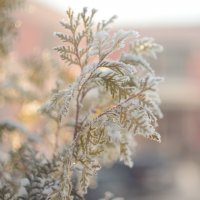 ...холодно.. :: Георгий Никонов