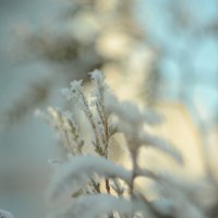 **** :: Георгий Никонов