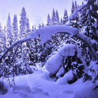 Февральский лес :: Людмила Смородинская