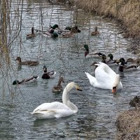 Верность :: Мариша Верность :: Мариша