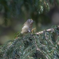 желтоголовый королек :: юрий макаров