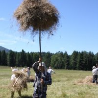 СЕНОКОС :: Tata Wolf