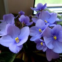 Фиалка :: Елена Семигина Фиалка :: Елена Семигина