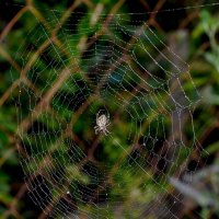 переплетение :: Aleksandr .