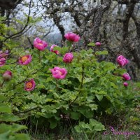 Природа Крыма :: Amazing Cosmea