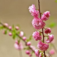 Луизеания - розовая нежность :: Светлана 