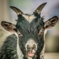 козёл :: Аркадий Лаптенко козёл :: Аркадий Лаптенко