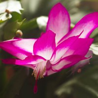 цветение :: Владимир Зырянов